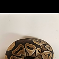 Female mojave