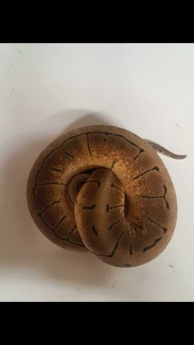 Male spinner