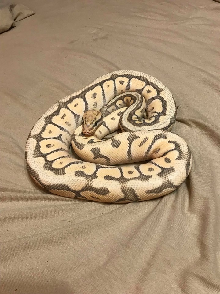 Unnamed Male Rescue