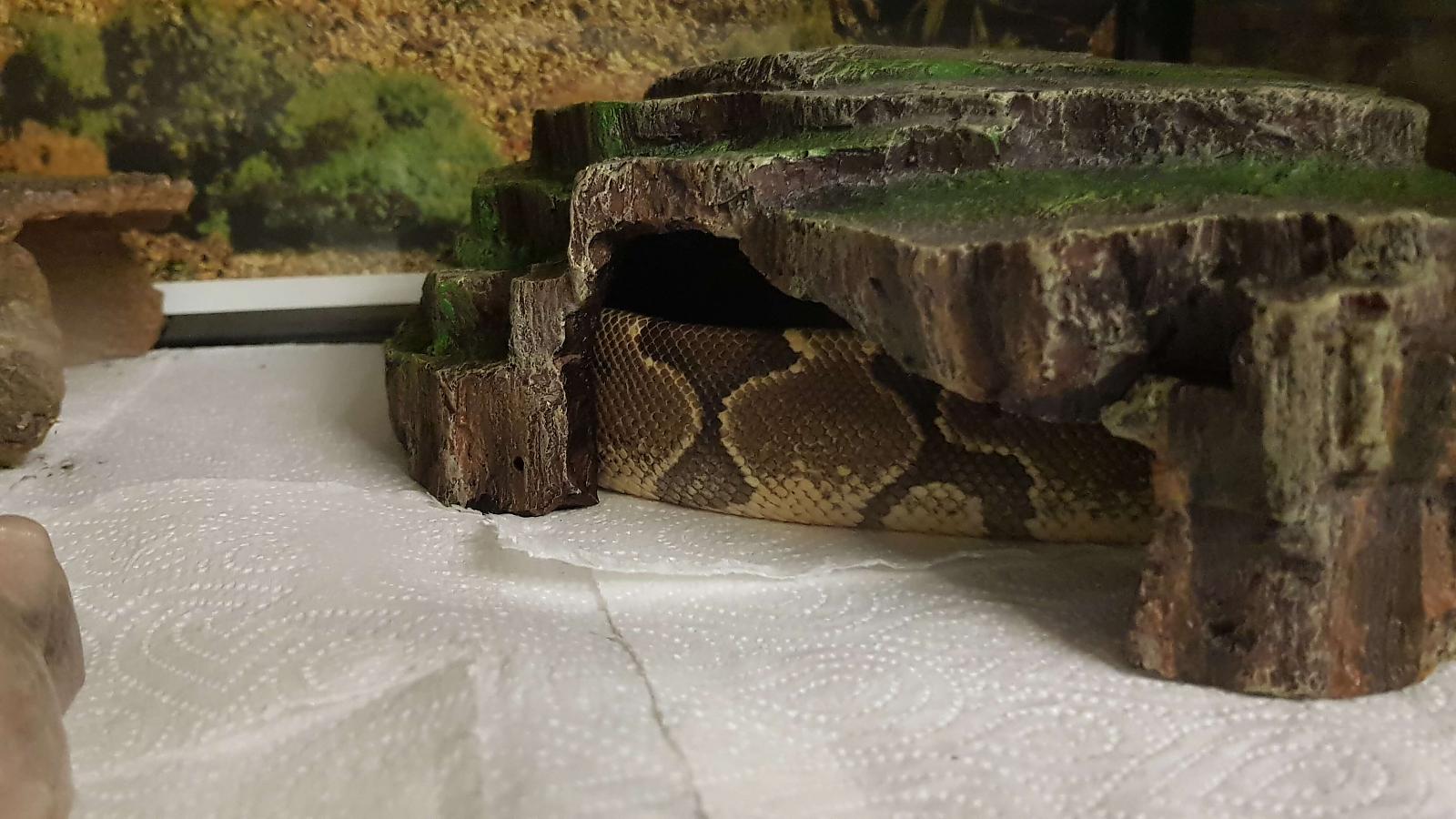 Going into shed?