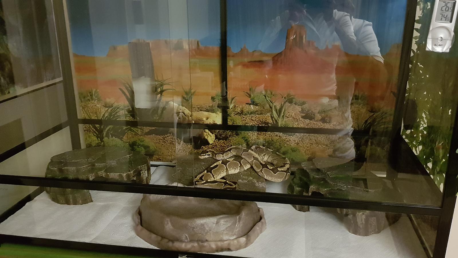 After Shed