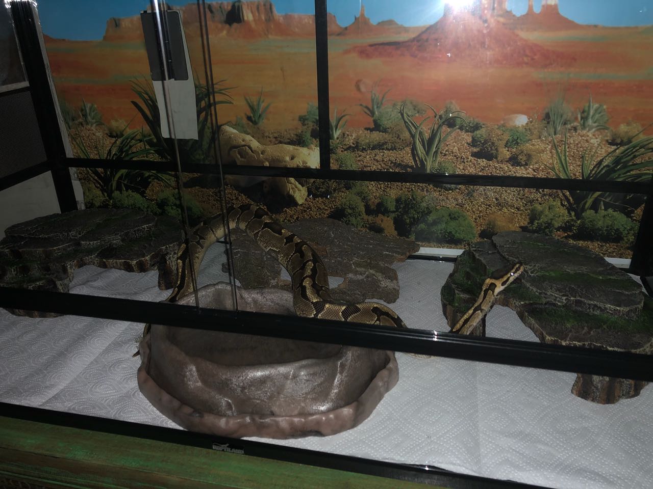 After Shed