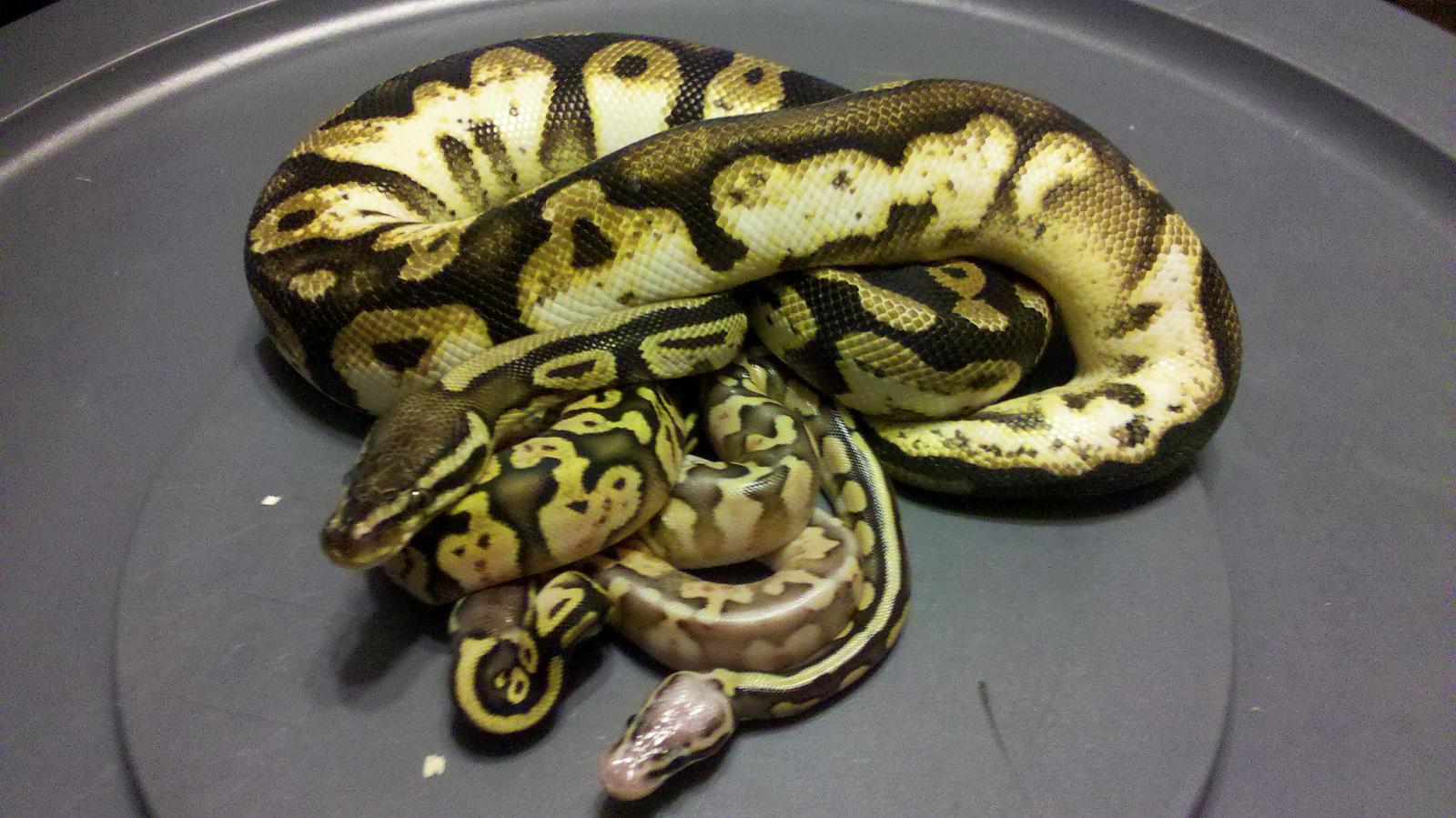 Various generations of Pastel Calicios