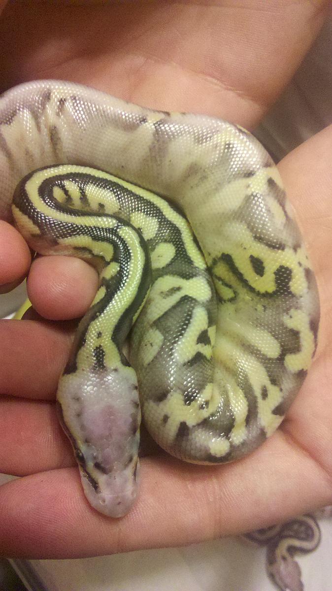 pastel calico