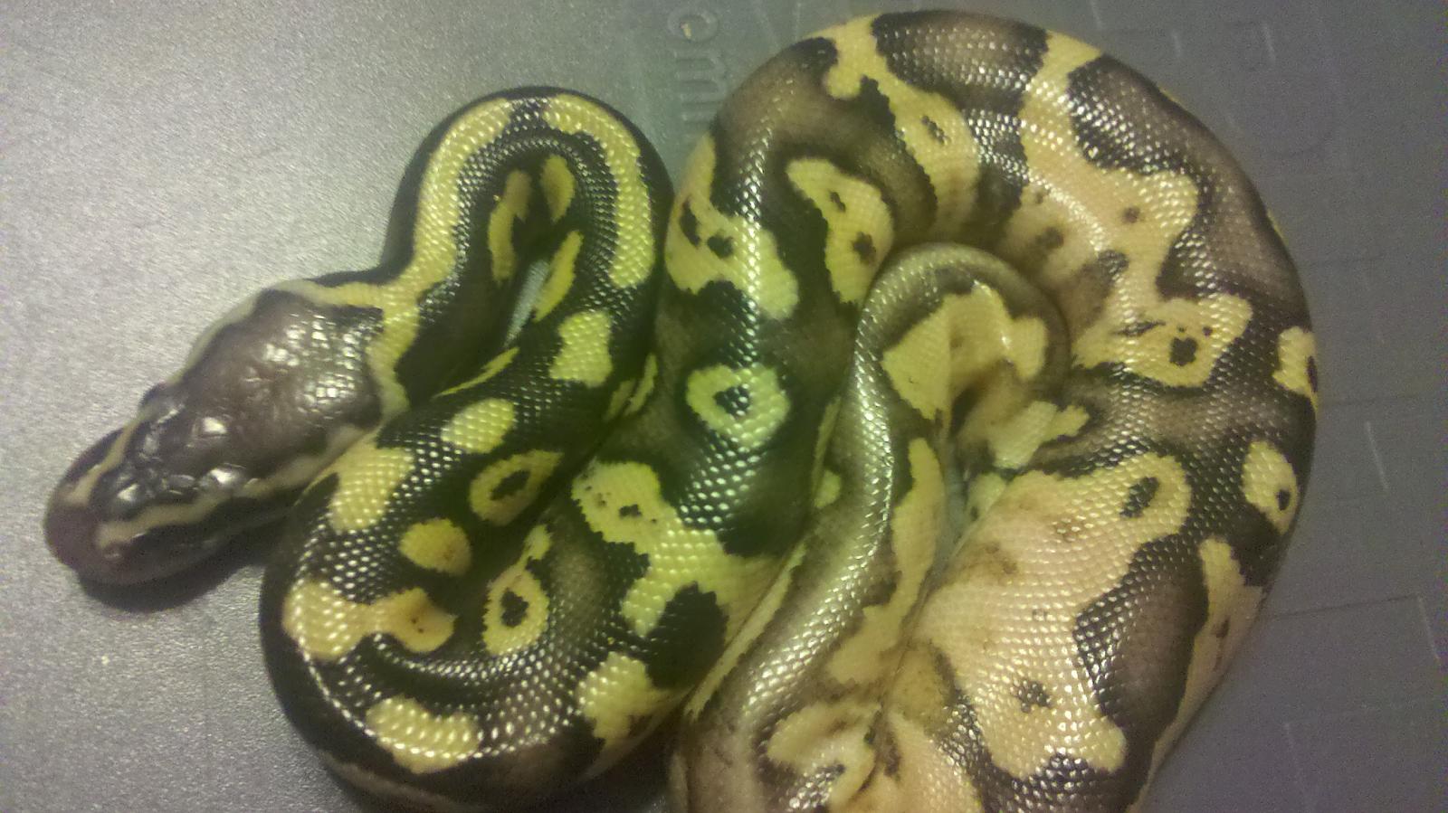 pastel calico