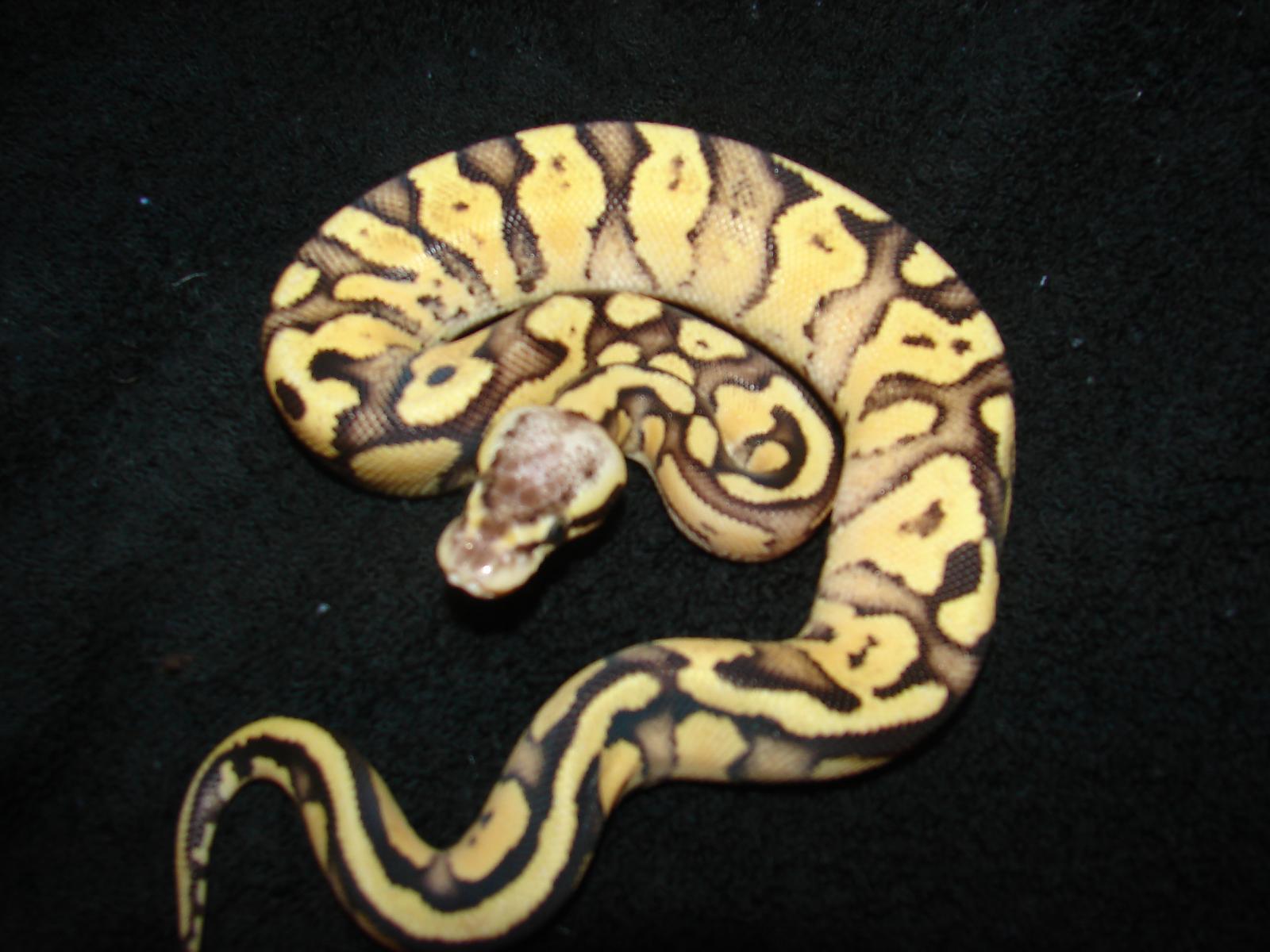 firefly female