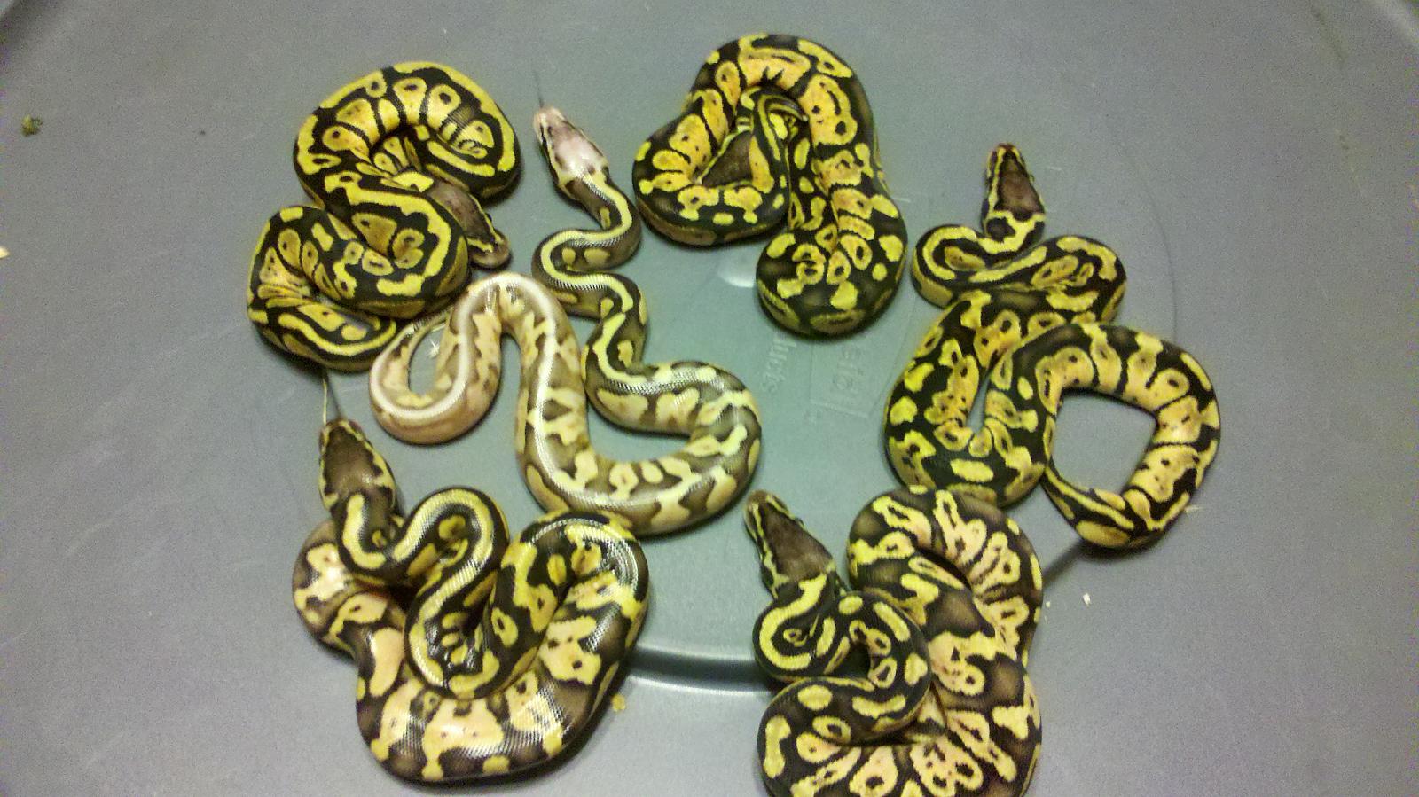  Pastel Calico/Super Pastel Calico Group
