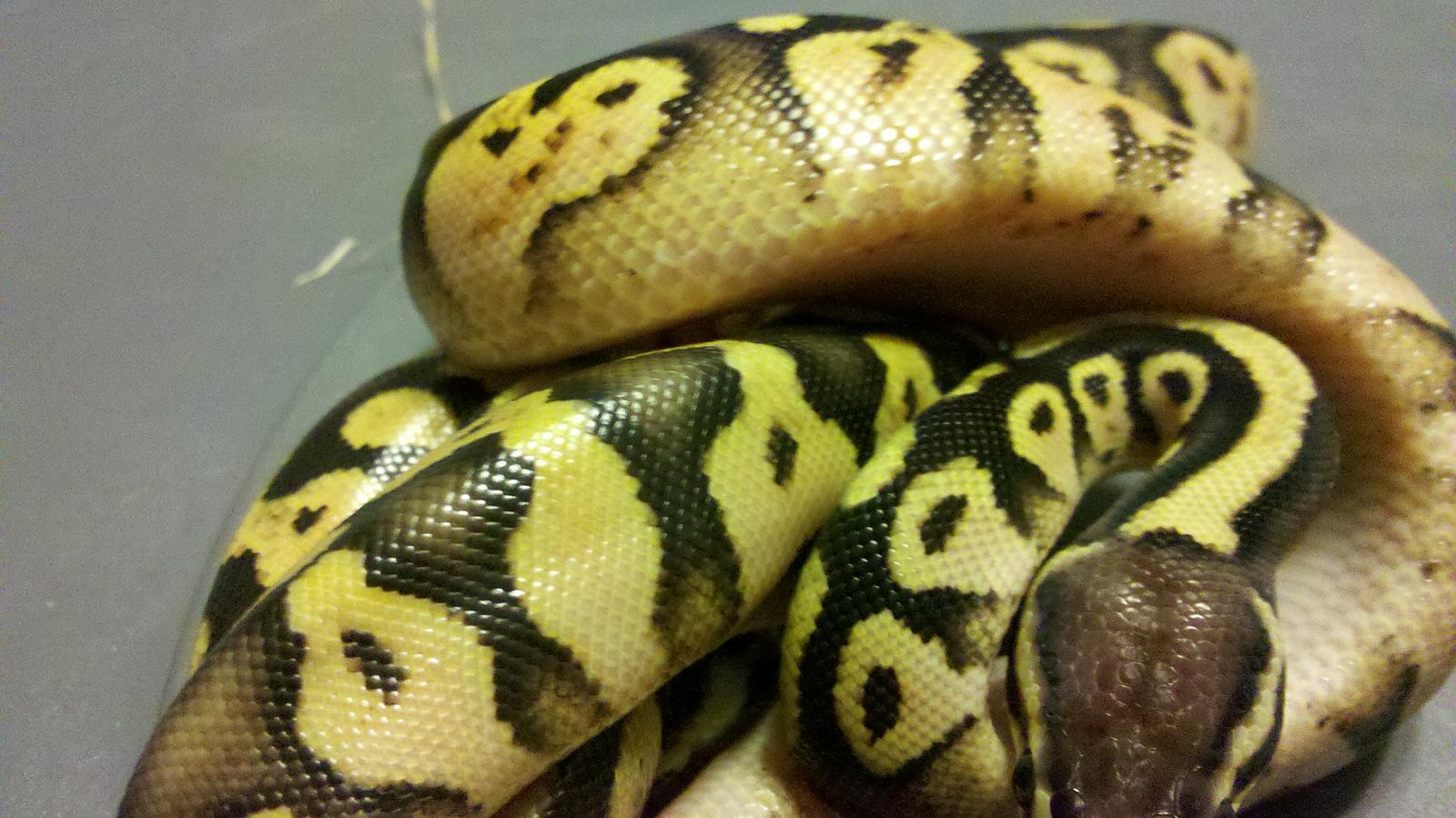 Pastel Calico