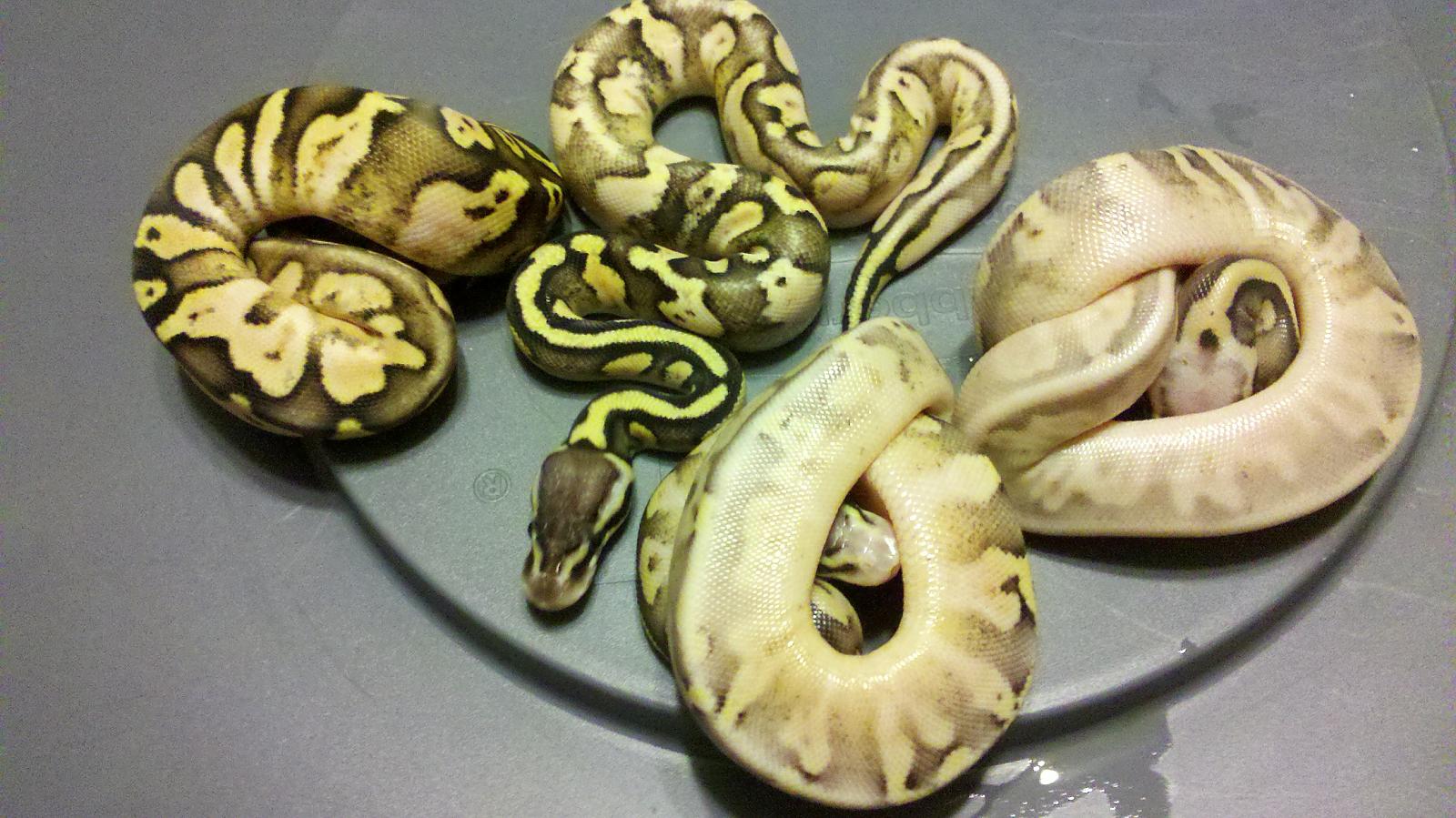 super pastel calico/ pastel calico group