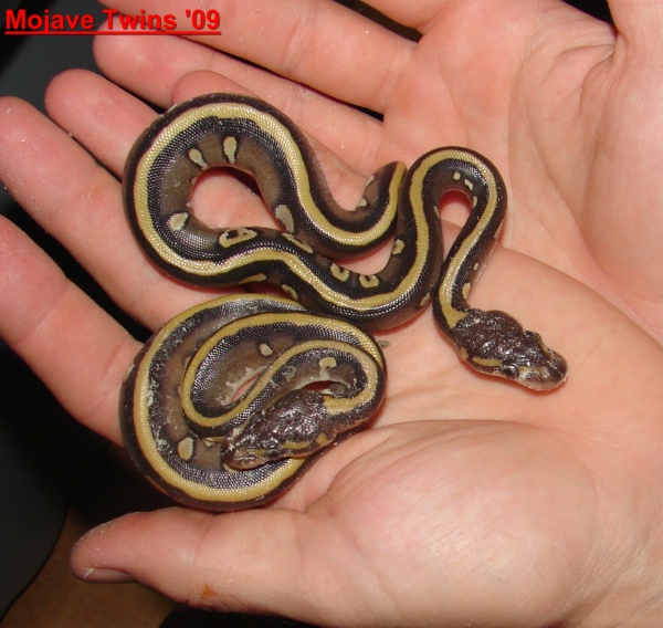 Westexherps