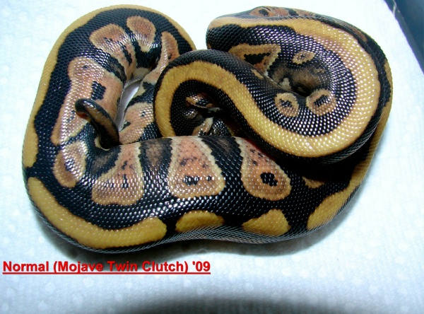 Westexherps