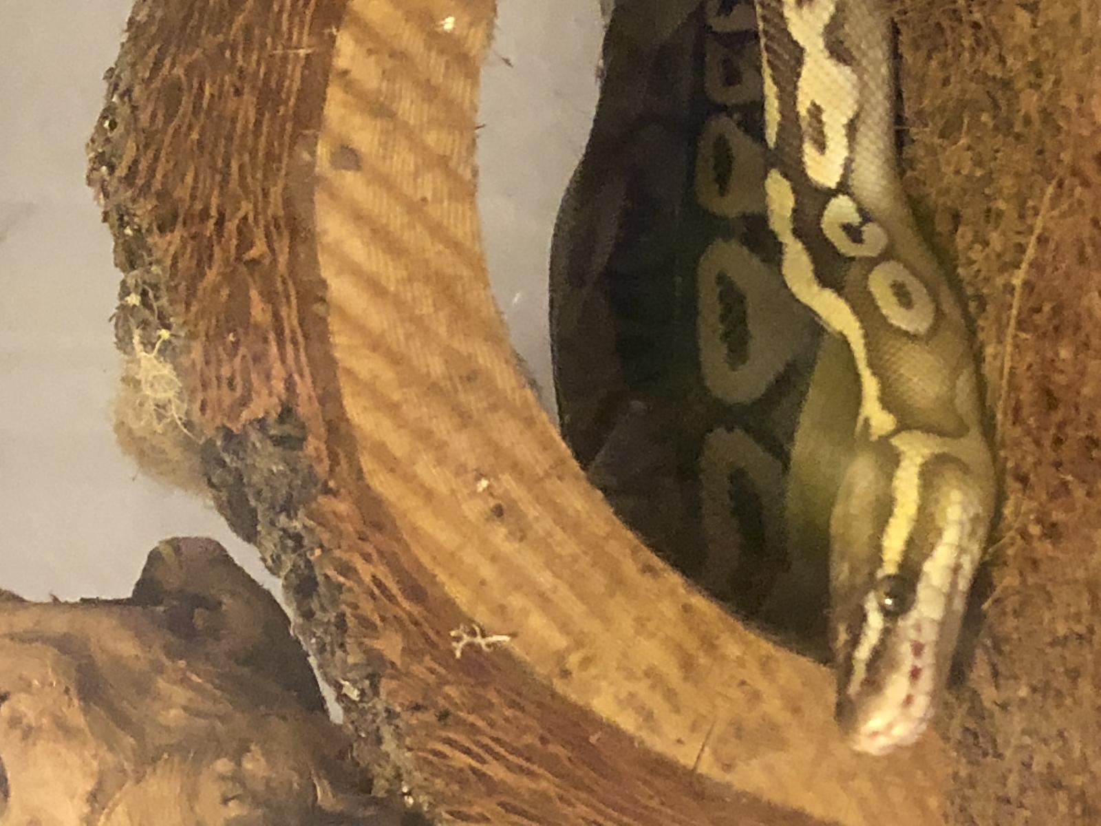 Snoot