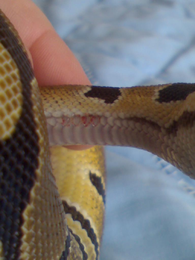 Monty