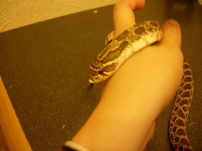 closeupsnake