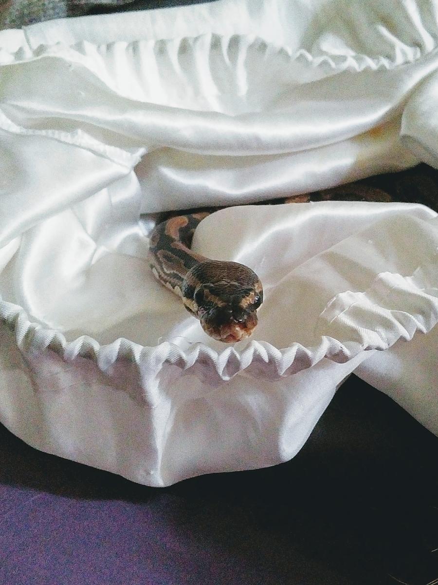 Maggie The Royal 'Ball' Python