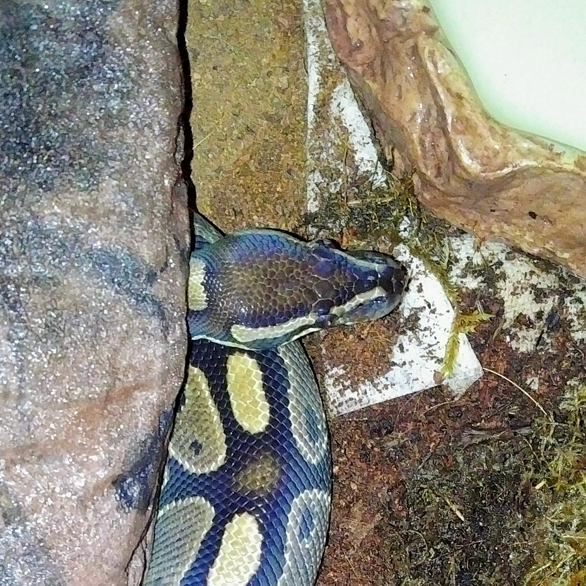 Maggie The Royal 'Ball' Python