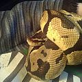 Kibo