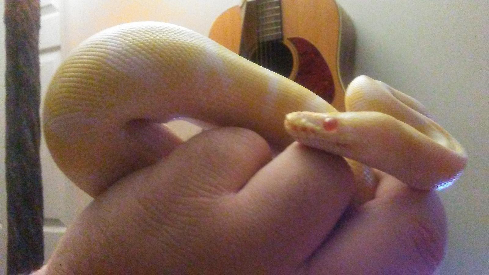 Albino ball python