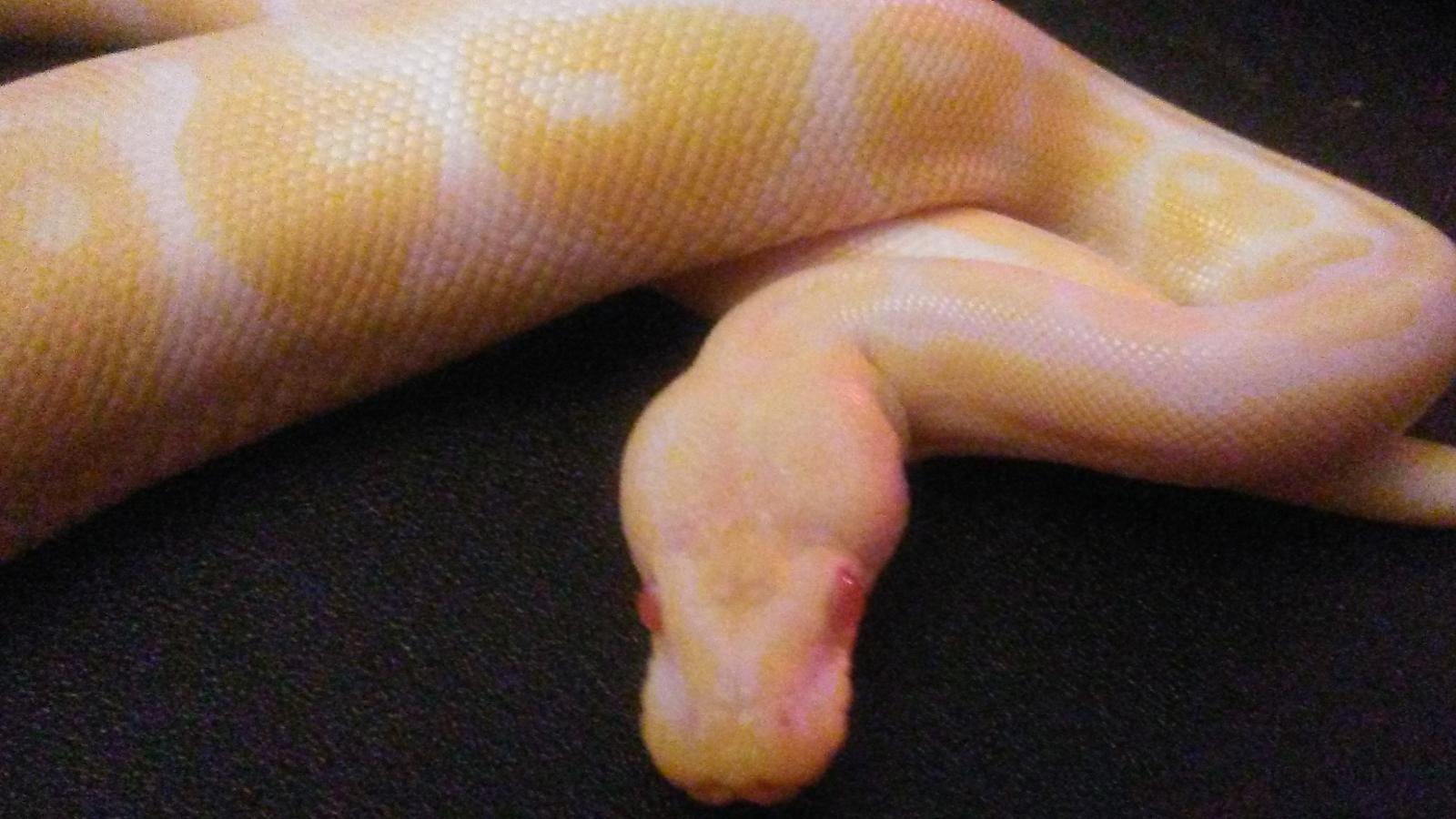 Albino ball python