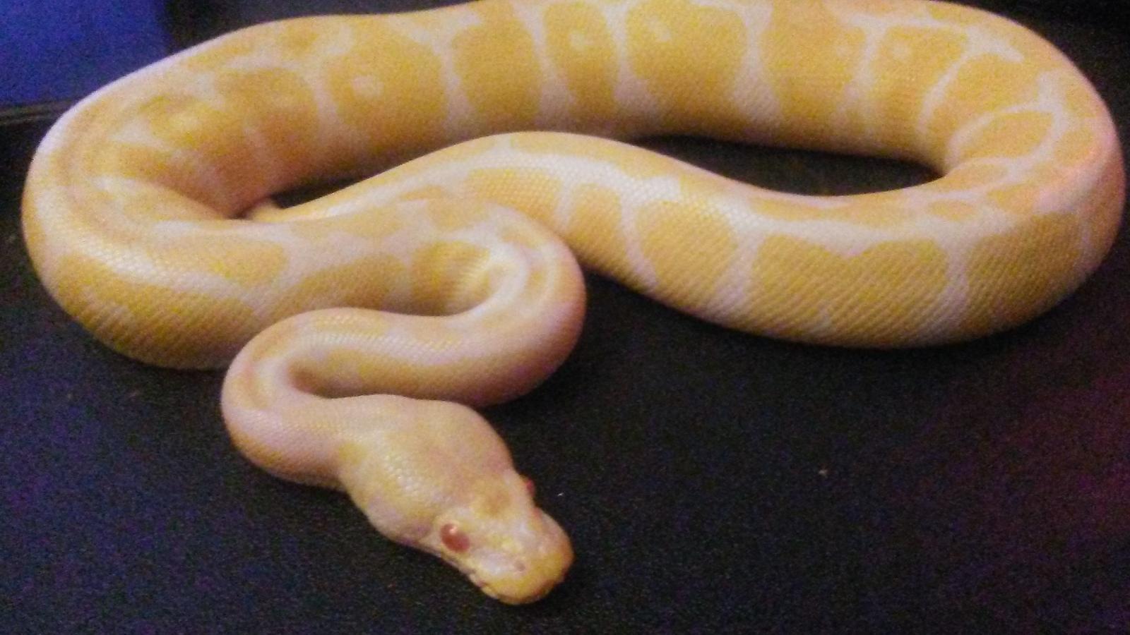 Albino ball python