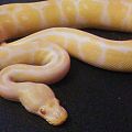 Albino ball python