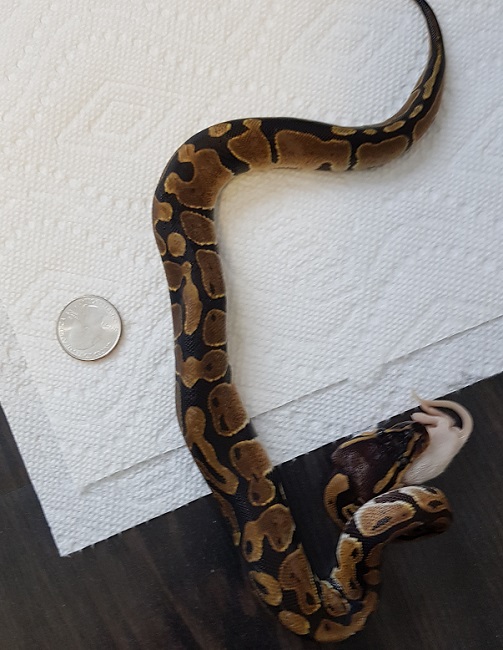 my ball python