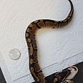 my ball python