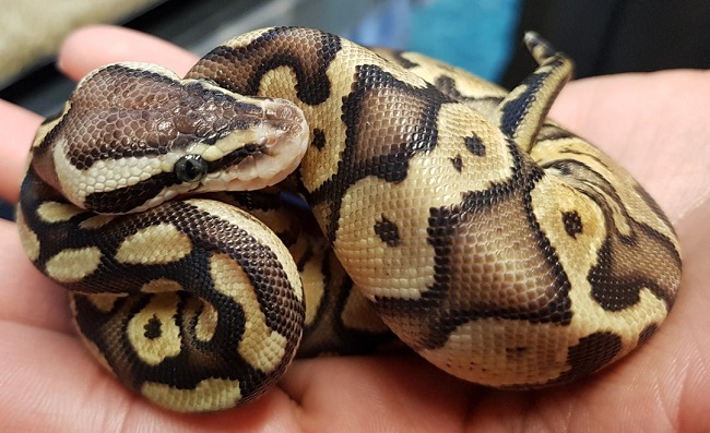 ball python at Petco