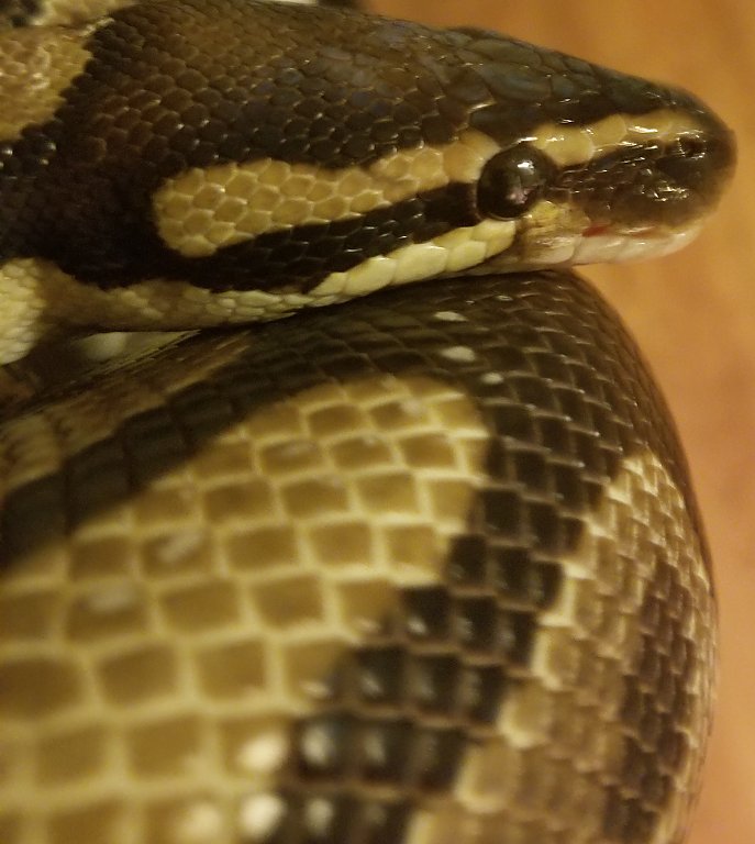 Diablo (sayits69's baby boy)