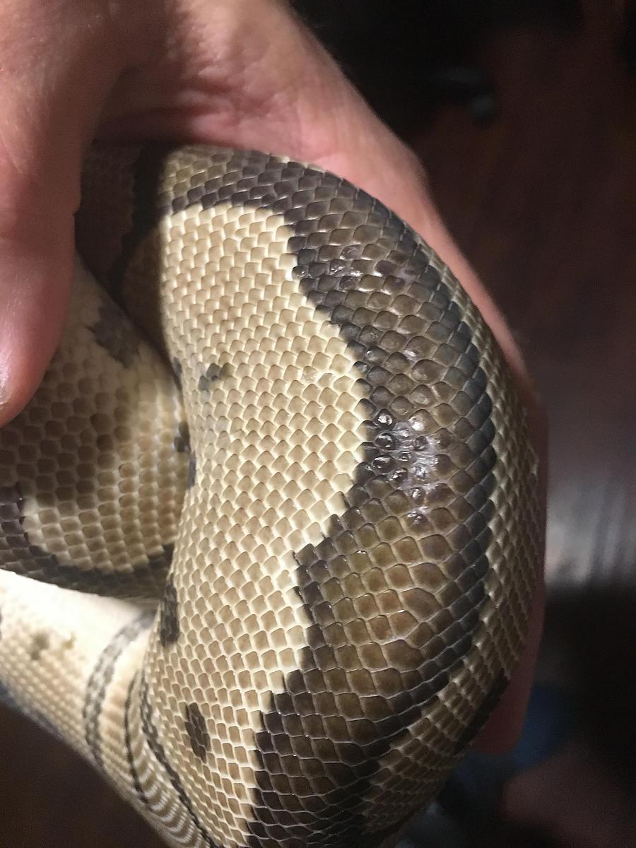 wrinkly scales