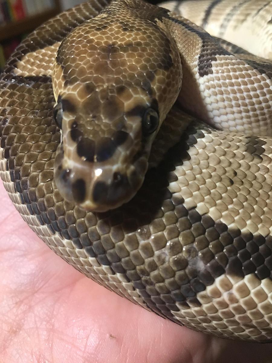 wrinkly scales