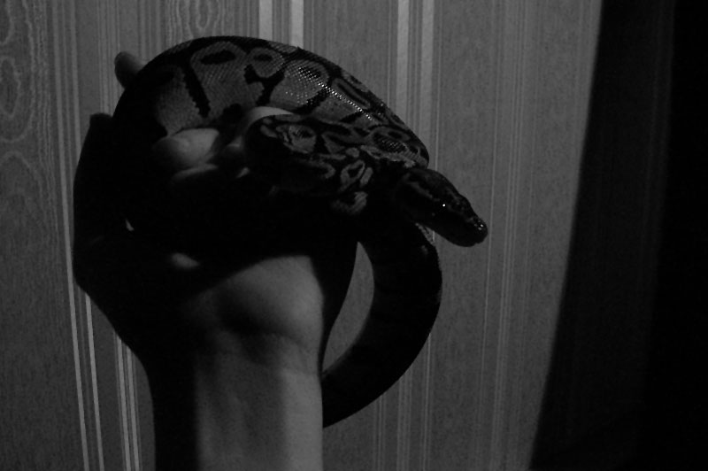 Snake Noir