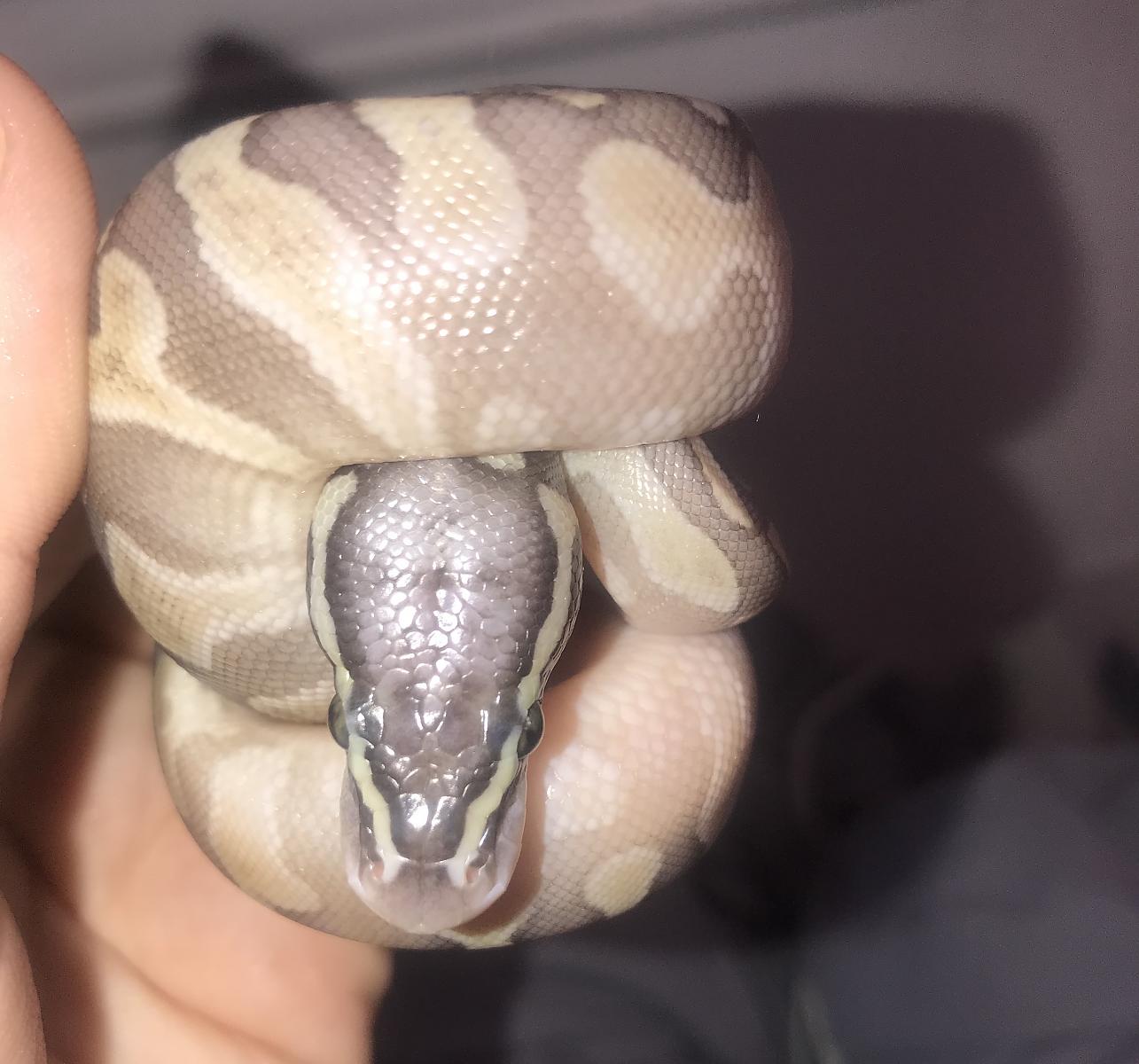 Hatchling 3
