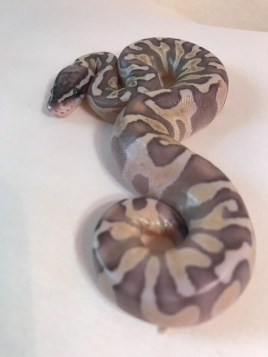 Hatchlings!