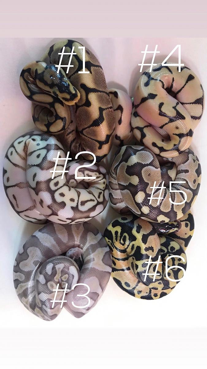 Hatchlings!