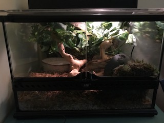 Louie's first set up