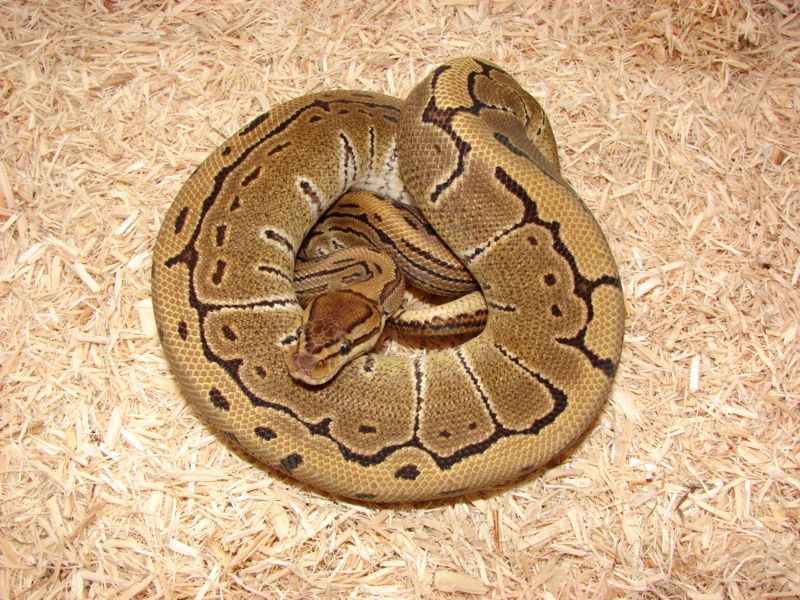 Ball Pythons 047s