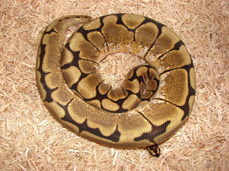 Ball Pythons 048s