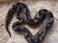 Ball Pythons 058s