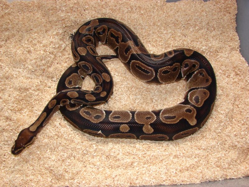 Ball Pythons 167s