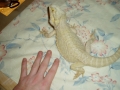 My Leucistic Beardies :) Meet Diamond 2...