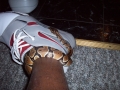 Snake On The Shoe