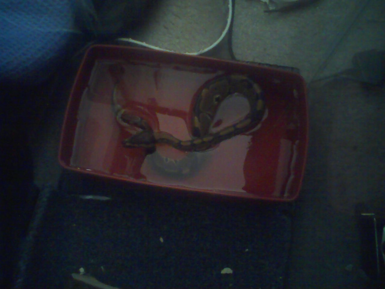 Snake Takin A Bath
