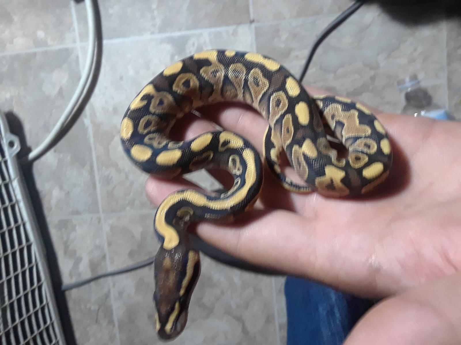 Mojave?