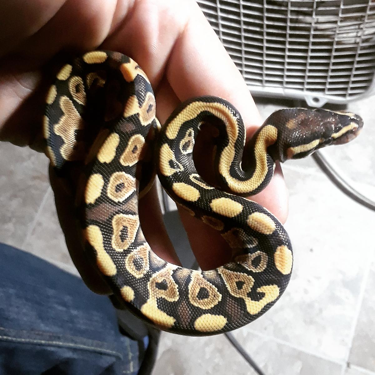 Mojave?