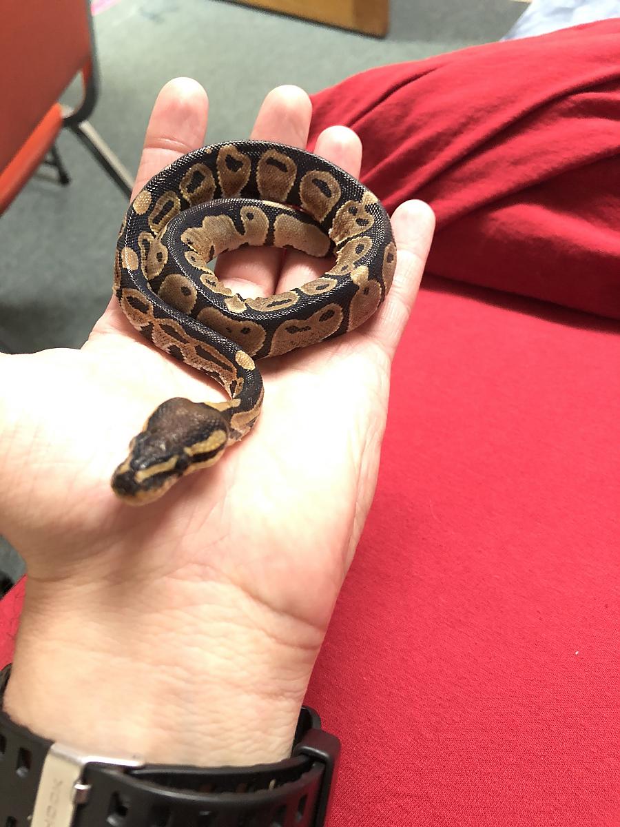 Baby Sozo, Ball Python Rescue