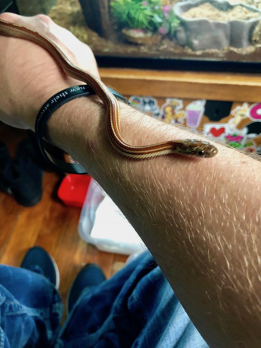 The New Corn Snake Babies