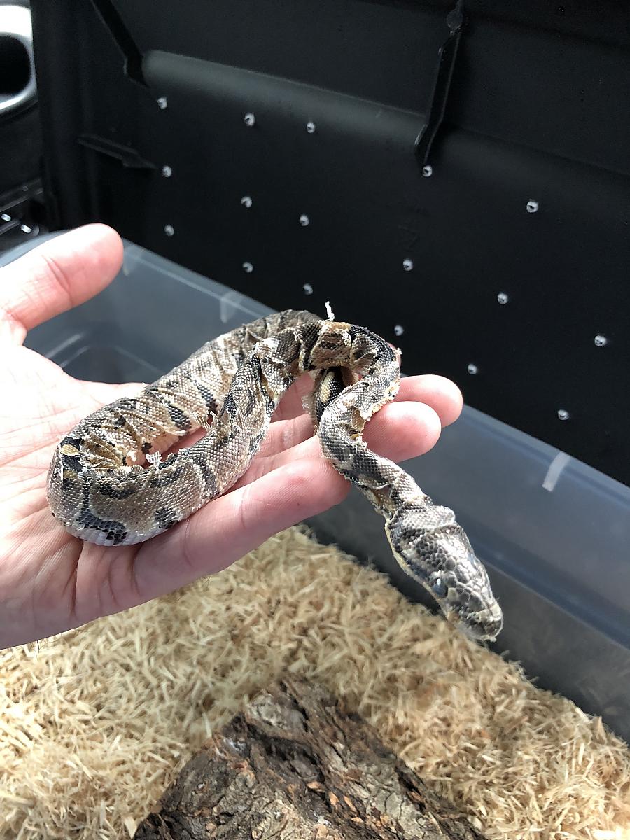 Baby Sozo, Ball Python Rescue