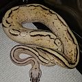 New Ball Python