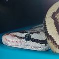 New Ball Python